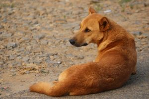 Kasargod Stray Dog