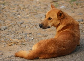 Kasargod Stray Dog