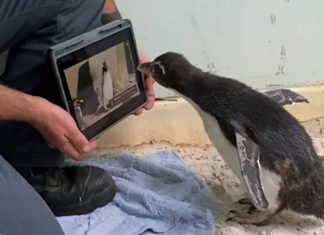 Penguin Loves Watching 'Pingu'_2020 Aug 29