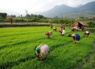 Nelpadam_Malabar News