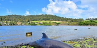 മൗറീഷ്യന് ദ്വീപുകളില് ഡോള്ഫിനുകള് കൂട്ടത്തോടെ ചത്തടിയുന്നു MalabarNews_dead dolphins found in muritious