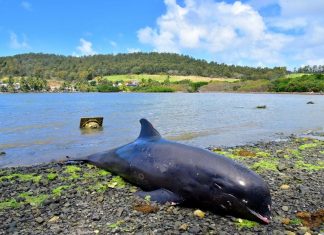 മൗറീഷ്യന് ദ്വീപുകളില് ഡോള്ഫിനുകള് കൂട്ടത്തോടെ ചത്തടിയുന്നു MalabarNews_dead dolphins found in muritious