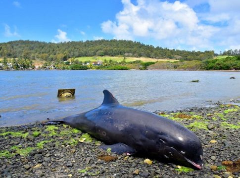 മൗറീഷ്യന് ദ്വീപുകളില് ഡോള്ഫിനുകള് കൂട്ടത്തോടെ ചത്തടിയുന്നു MalabarNews_dead dolphins found in muritious