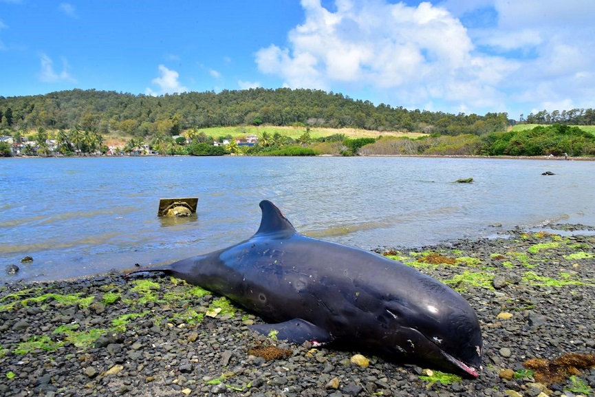 MalabarNews_dead dolphins in muritious MalabarNews_dead dolphins found in muritious