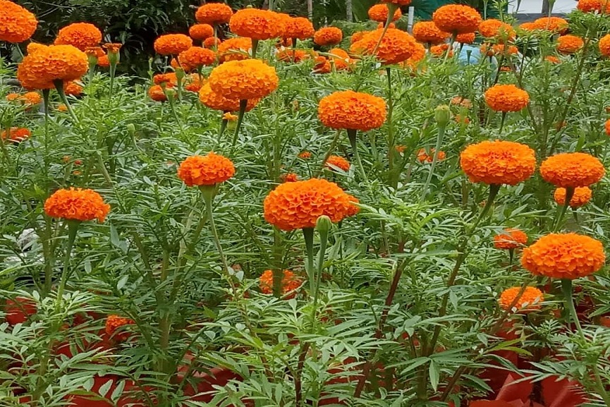 MalabarNews_chendumalli MalabarNews_chendumalli