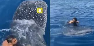 തിമിംഗലപ്പുറത്തേറി യുവാവിന്റെ സവാരി, ശ്വാസം അടക്കിപ്പിടിച്ച് കാണികൾ whale shark_2020 Aug 22