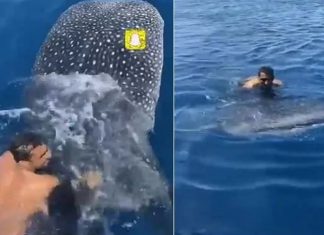 തിമിംഗലപ്പുറത്തേറി യുവാവിന്റെ സവാരി, ശ്വാസം അടക്കിപ്പിടിച്ച് കാണികൾ whale shark_2020 Aug 22