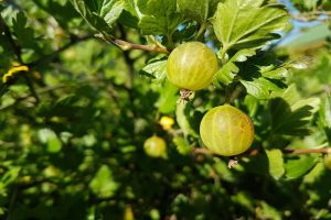 Goosberry for heart diseases and diabetes