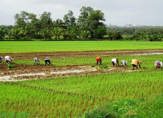 Malabar_News decreasing of paddy cultivation