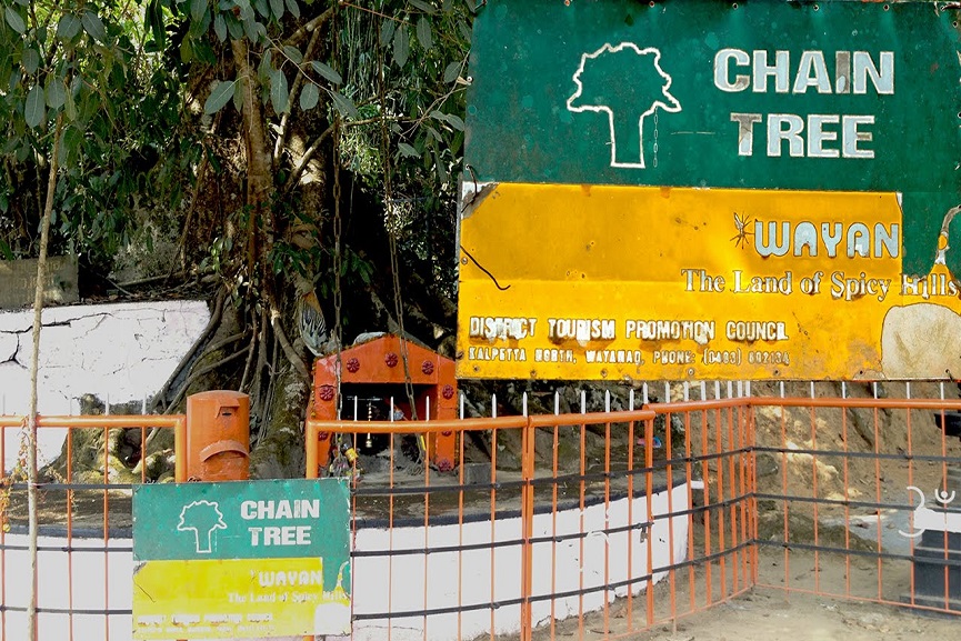 Chain Tree _ Karinthandan Temple