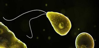 കുടിവെള്ളത്തില് അമീബയുടെ സാന്നിധ്യം; ടെക്സസില് ജനങ്ങള് പരിഭ്രാന്തിയില് lokajalakam image_malabar news