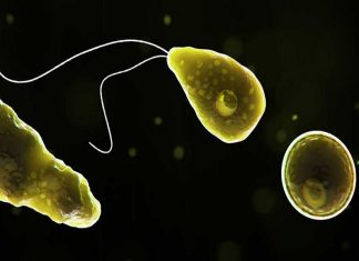 കുടിവെള്ളത്തില് അമീബയുടെ സാന്നിധ്യം; ടെക്സസില് ജനങ്ങള് പരിഭ്രാന്തിയില് lokajalakam image_malabar news