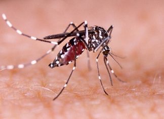 MalabarNews_cat que virus
