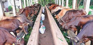 MalabarNews_dairy farming