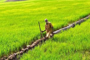 Malabar News_insurance for farmers