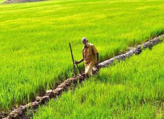 റോയല്റ്റി, കാര്ഷിക വിള ഇന്ഷുറന്സ് അപേക്ഷകള് ക്ഷണിച്ചു Malabar News_insurance for farmers