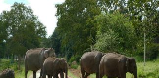 വഴി തടഞ്ഞ് കാട്ടാനക്കൂട്ടം; റോഡില് മണിക്കൂറുകള് കുടുങ്ങി ആംബുലന്സ് Malabarnews_elephant