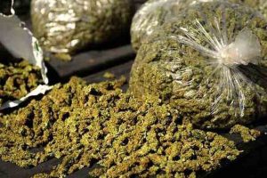 Hybrid Cannabis