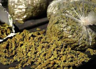 മൂന്നുകോടി രൂപ മൂല്യം; ഹൈബ്രിഡ് കഞ്ചാവുമായി മലയാളി യുവതി പിടിയിൽ Cannabis