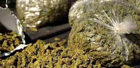 കോഴിക്കോട് വൻ കഞ്ചാവ് വേട്ട; ലഹരിമാഫിയ സംഘത്തിലെ മുഖ്യകണ്ണി പിടിയിൽ Cannabis