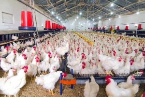 MalabarNews_poultry farming