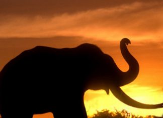 കാഞ്ഞിരപ്പുഴയില് കാട്ടാനക്കുട്ടിയുടെ ജഡം കണ്ടെത്തി MalabarNews_elephant