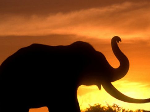 പോസ്റ്റ്മോർട്ടം പൂർത്തിയായി; ഷഹാനയുടെ നെഞ്ചിൽ ആനയുടെ ചവിട്ടേറ്റെന്ന് റിപ്പോർട് MalabarNews_elephant