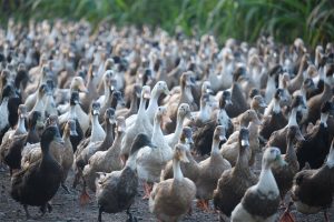 MalabarNews_ducks