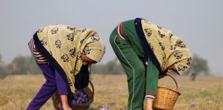 MalabarNews_kashmir saffron field