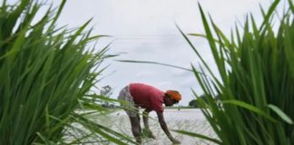 kannur crop damage due to heavy rain