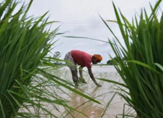 കനത്ത മഴ; വ്യാപക കൃഷിനാശം kannur crop damage due to heavy rain