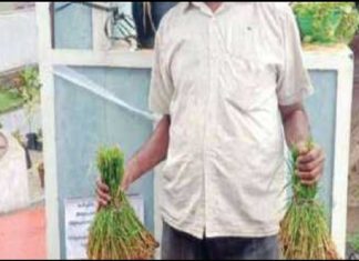 കൃഷിപ്പണിക്ക് ആളില്ല; കർഷകന്റെ ഒറ്റയാൾ സമരം Wayanad News