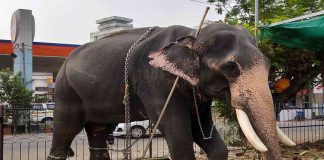 ഒരാനയെ ഉപയോഗിച്ചുള്ള ചടങ്ങുകള്ക്ക് ഉടന് അനുമതി; കളക്ടര് Malabarnews_thrissur