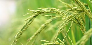 Ripening-heads-rice-Oryza-sativa_Malabar News