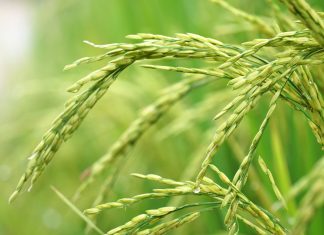 Ripening-heads-rice-Oryza-sativa_Malabar News