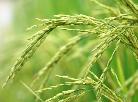 Ripening-heads-rice-Oryza-sativa_Malabar News