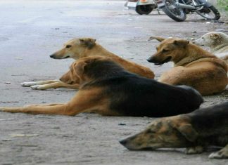 Malabarnews_street dog attacks