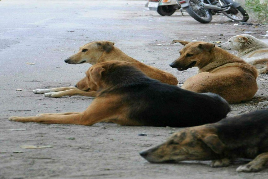 Malabarnews_streetdog attacks Malabarnews_street dog attacks
