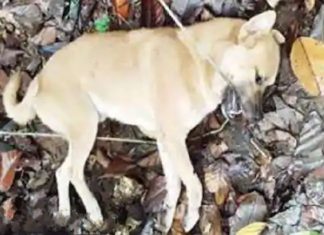 pet dog died of shock