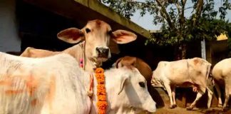 MalabarNews_cattle slaughter will ban in sri lanka