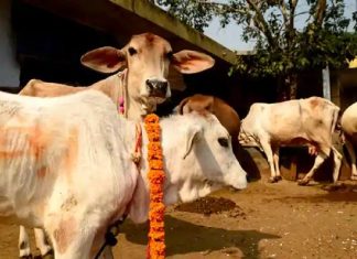 ശ്രീലങ്ക ഗോവധ നിരോധന നിയമം നടപ്പിലാക്കാന് ഒരുങ്ങുന്നു MalabarNews_cattle slaughter will ban in sri lanka