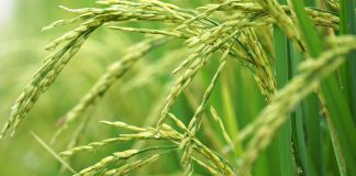 Ripening-heads-rice_Malabar News