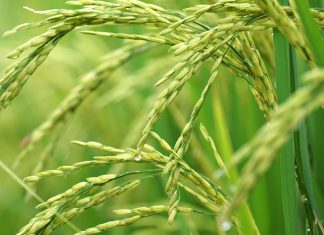 Ripening-heads-rice_Malabar News
