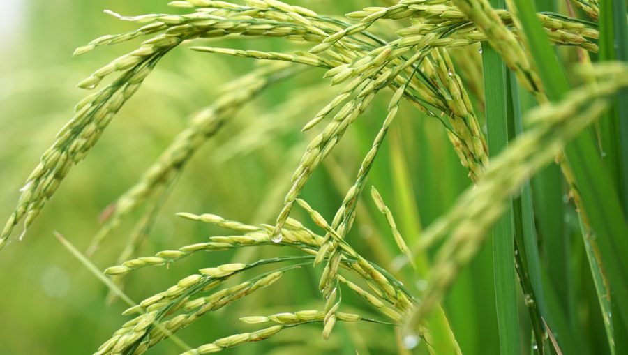 Ripening-heads-rice_Malabar News