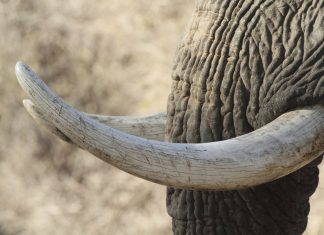 เดเดจเดเตเดเตเดฎเตเดชเตเดฎเดพเดฏเดฟ เดชเดฟเดเดฟเดฏเดฟเดฒเตโ wayanad-elephant-tusk-robbery_Malabar News