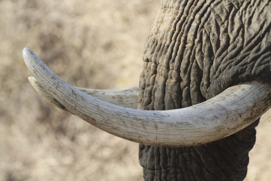 wayanad-elephant-tusk-robbery_Malabar News