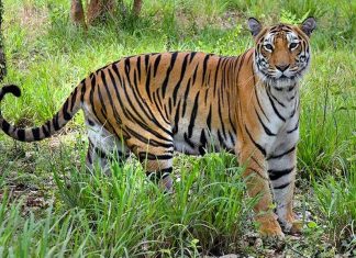 MalabarNews_tiger presence in wayyanad