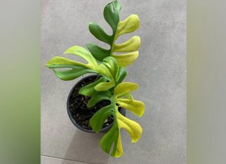 Philodendron Minima_2020 Sep 04