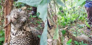 leopard died_2020 Sep 03