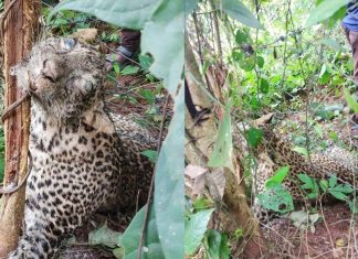 leopard died_2020 Sep 03